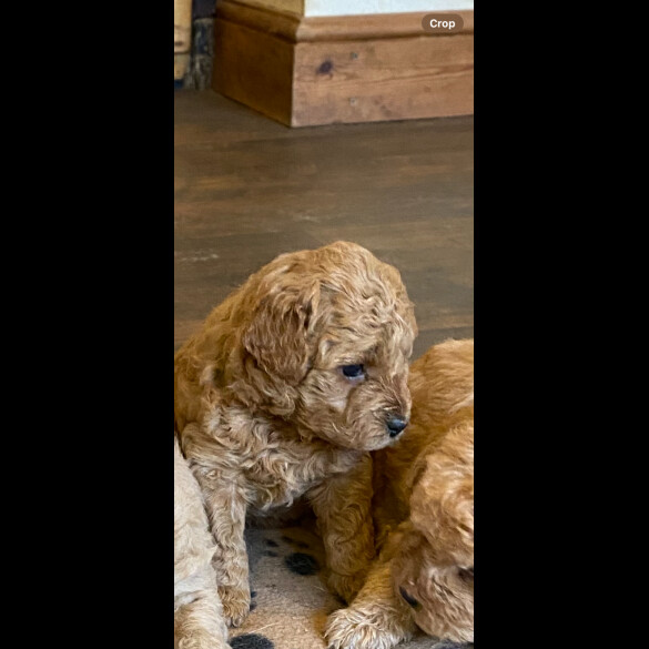 Toy Poodle - Both