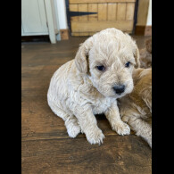Toy Poodle - Both