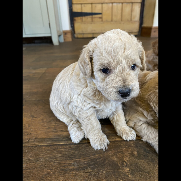 Toy Poodle - Both