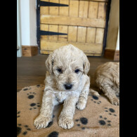 Toy Poodle - Both