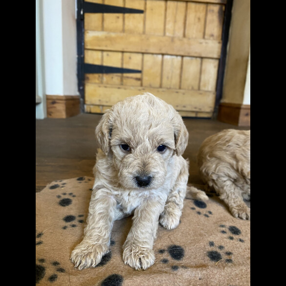 Toy Poodle - Both