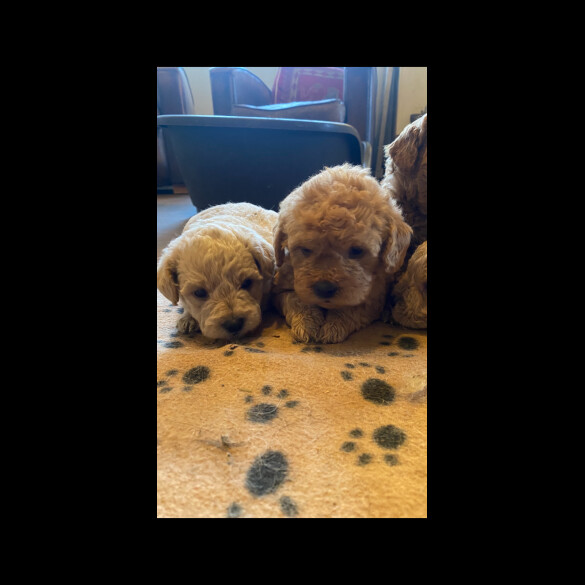 Toy Poodle - Both