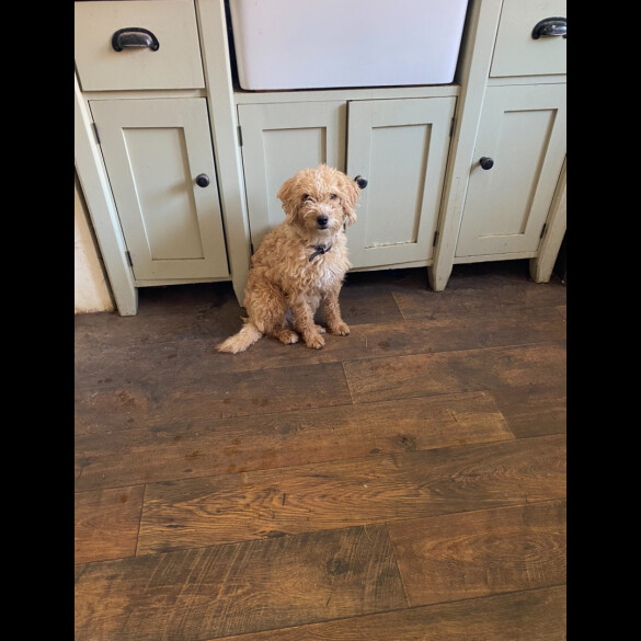Toy Poodle - Both
