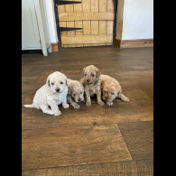 Toy Poodle - Both