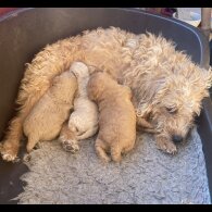 Toy Poodle - Both