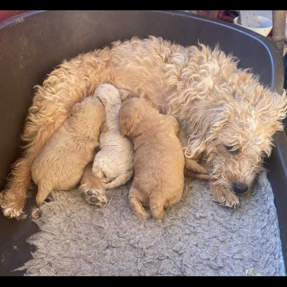 Toy Poodle - Both