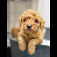 Toy Poodle - Dogs
