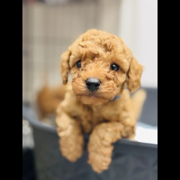 Toy Poodle - Dogs
