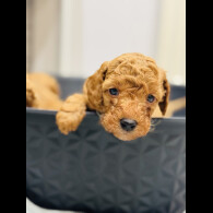 Toy Poodle - Dogs