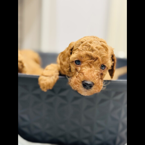 Toy Poodle - Dogs