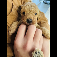 Toy Poodle - Dogs