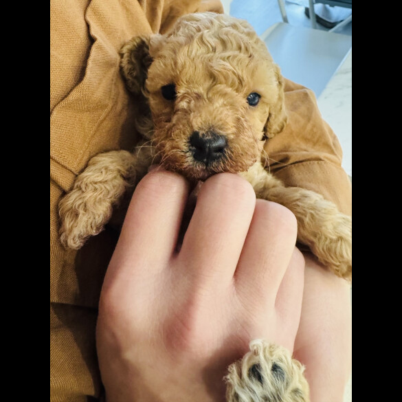 Toy Poodle - Dogs