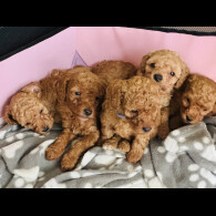 Toy Poodle - Dogs