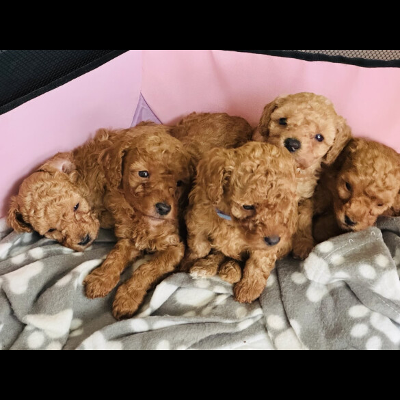 Toy Poodle - Dogs