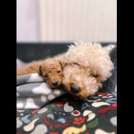 Toy Poodle - Dogs