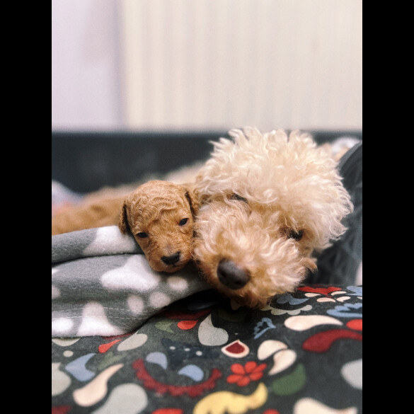 Toy Poodle - Dogs