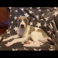 Whippet - Both