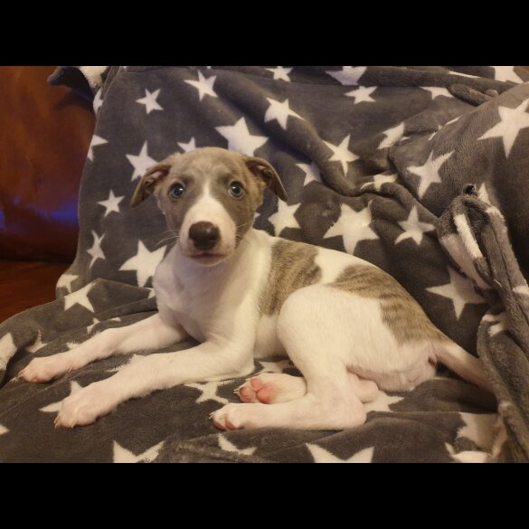 Whippet - Both