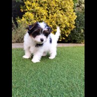 Yorkshire Terrier - Both