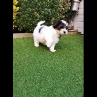 Yorkshire Terrier - Both