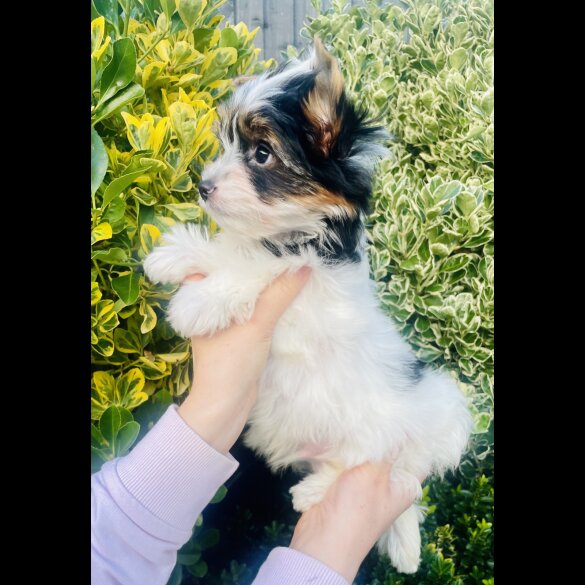 Yorkshire Terrier - Both