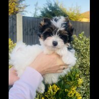 Yorkshire Terrier - Both
