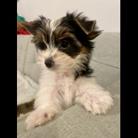 Yorkshire Terrier - Both