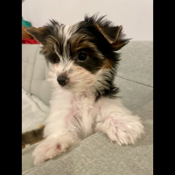 Yorkshire Terrier - Both