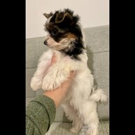 Yorkshire Terrier - Both
