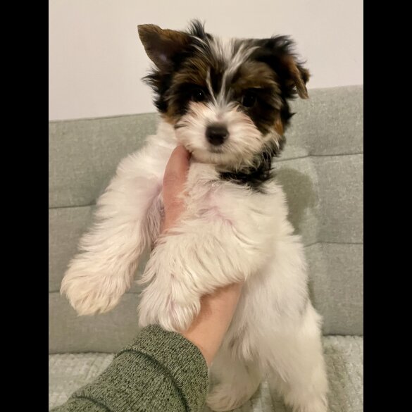 Yorkshire Terrier - Both
