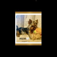 Yorkshire Terrier - Both