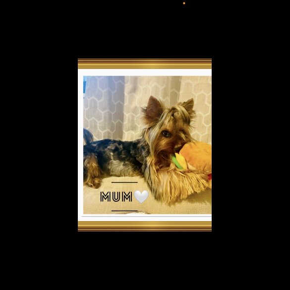 Yorkshire Terrier - Both