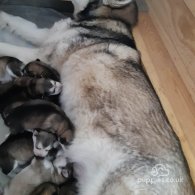 Alaskan Malamute - Dogs