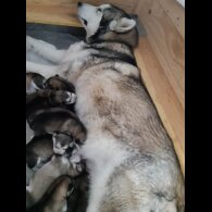 Alaskan Malamute - Dogs
