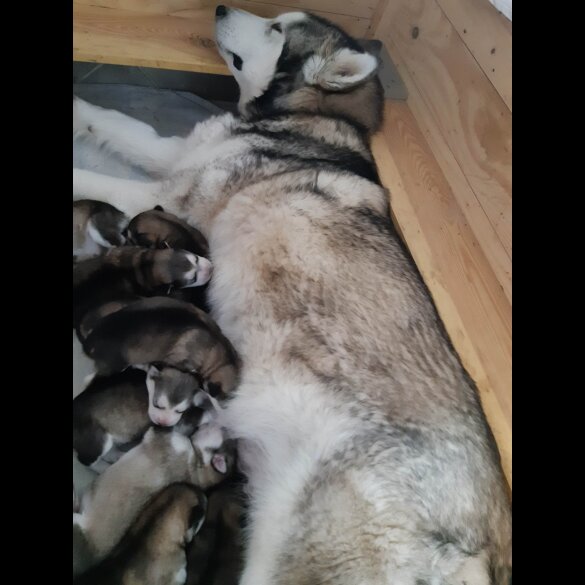 Alaskan Malamute - Dogs