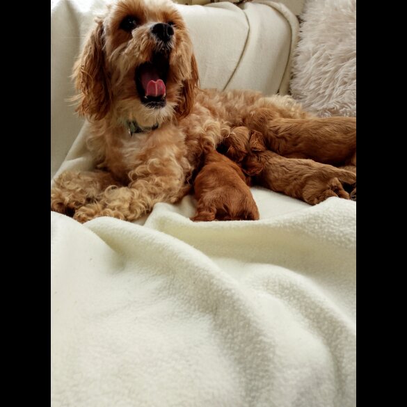 Cavapoo - Both