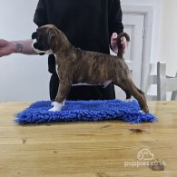 Boxer - Dogs