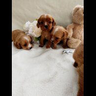 Cavapoo - Both