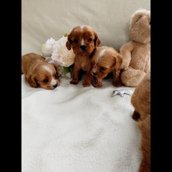 Cavapoo - Both