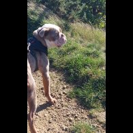 English Bulldog