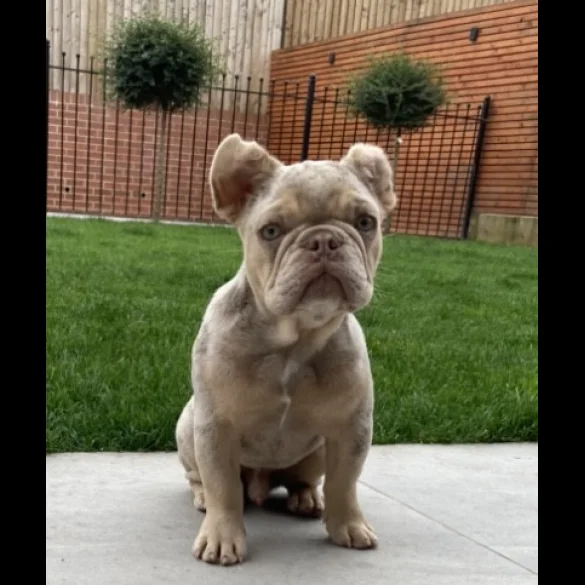 French Bulldog