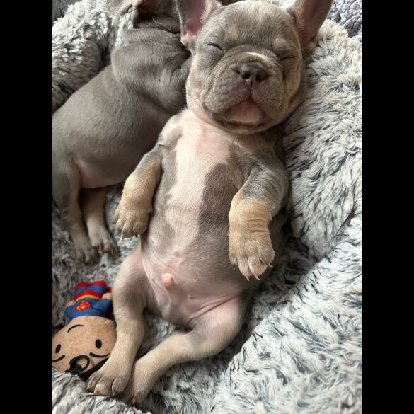 French Bulldog