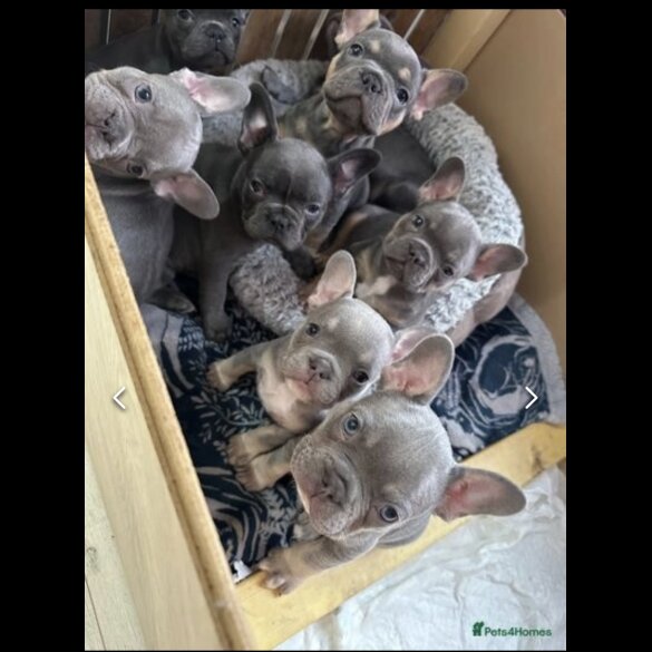 French Bulldog