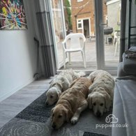 Golden Retriever - Dogs