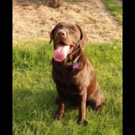 Labrador Retriever
