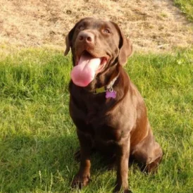 Labrador Retriever