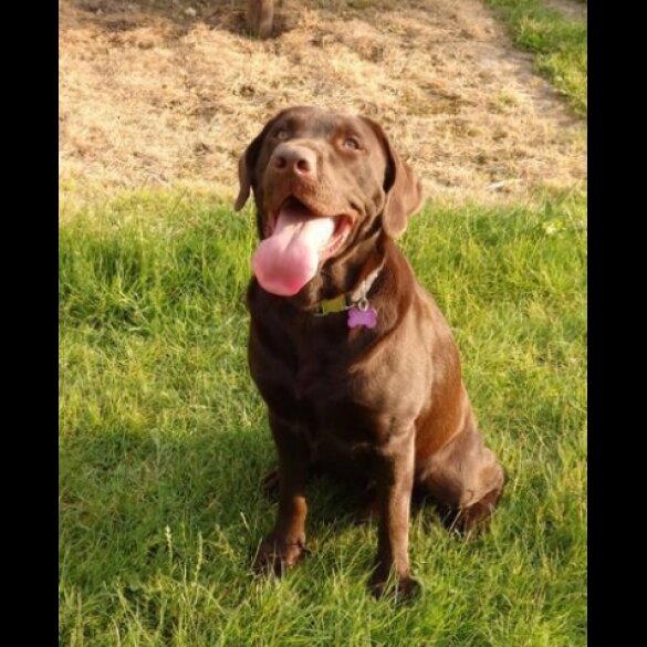 Labrador Retriever