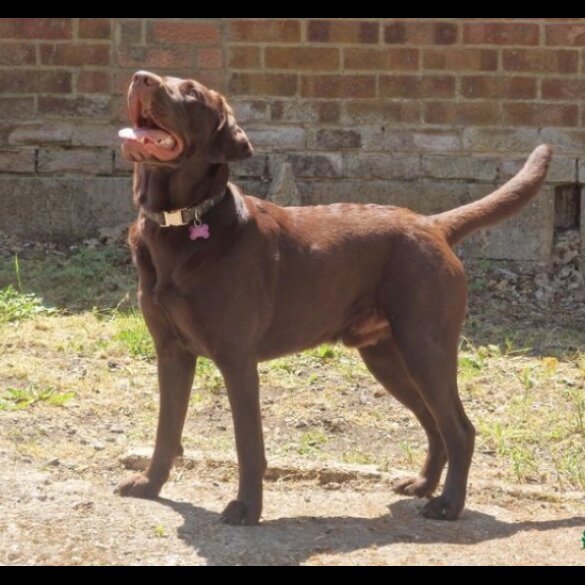 Labrador Retriever
