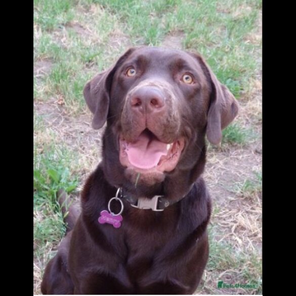 Labrador Retriever