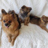 Pomeranian - Bitches